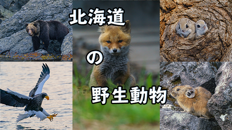 北海道の魅力 北海道で撮れた野生動物達を紹介します キツネ ヒグマ ナキウサギなど 旅かめら