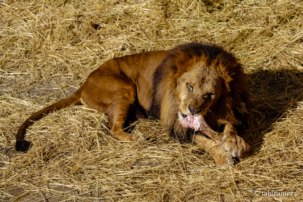 多摩動物園ライオン食事