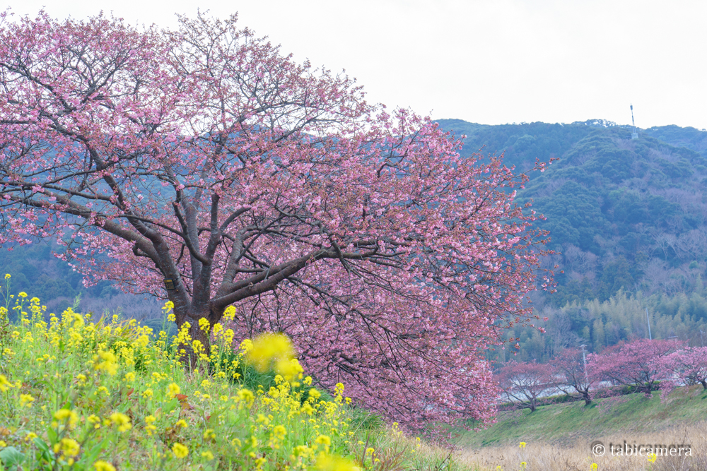 南伊豆町の河津桜と菜の花