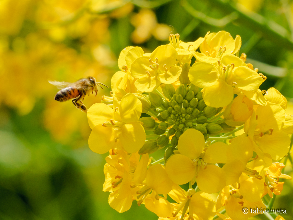 ソレイユの丘の菜の花畑のミツバチ
