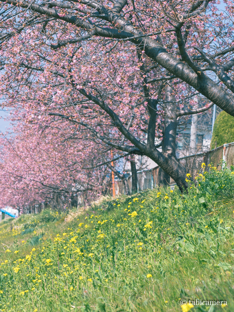 鷲宮の河津桜