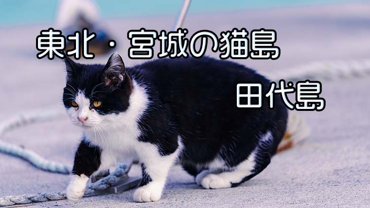 宮城の猫島 田代島でモフモフ冬毛の猫と戯れてきた 旅かめら