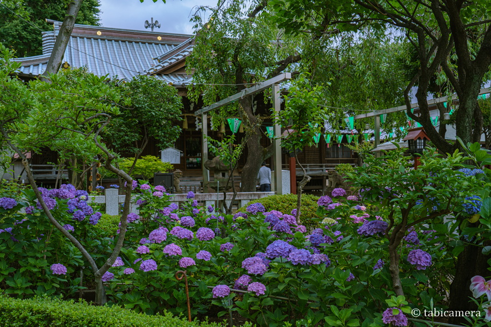 東京都文京区の白山神社の紫陽花