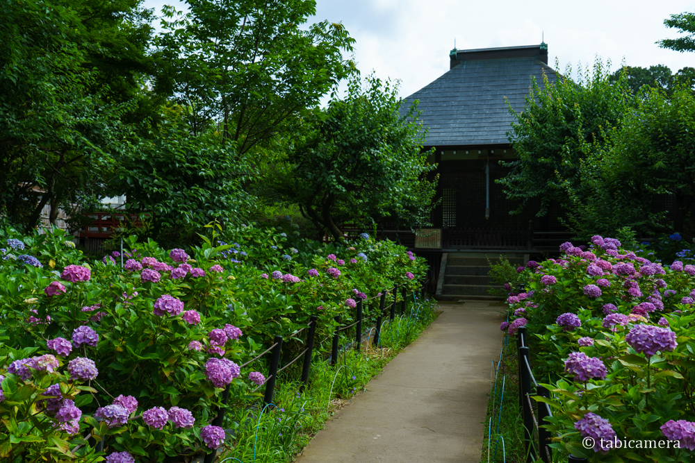 松戸本土寺の紫陽花