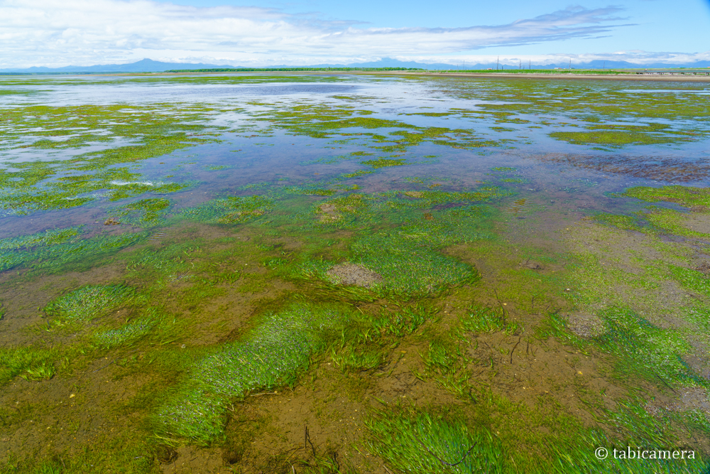 野付半島と海藻