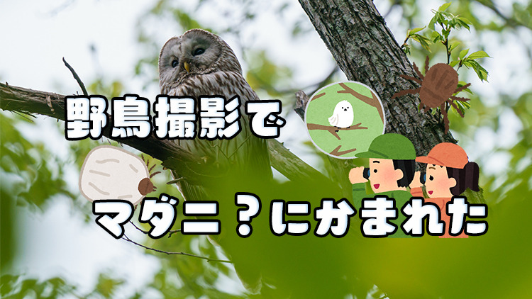 公園で野鳥撮影してたらマダニ に噛まれて治療費が結構かかった話 バードウオッチング 動物観察 ハイキング 旅かめら