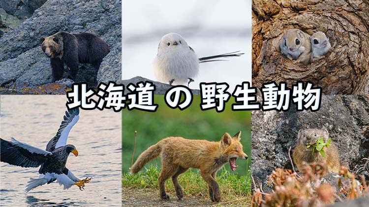 北海道の魅力 北海道で撮れた野生動物達を紹介します（キツネ・ヒグマ 