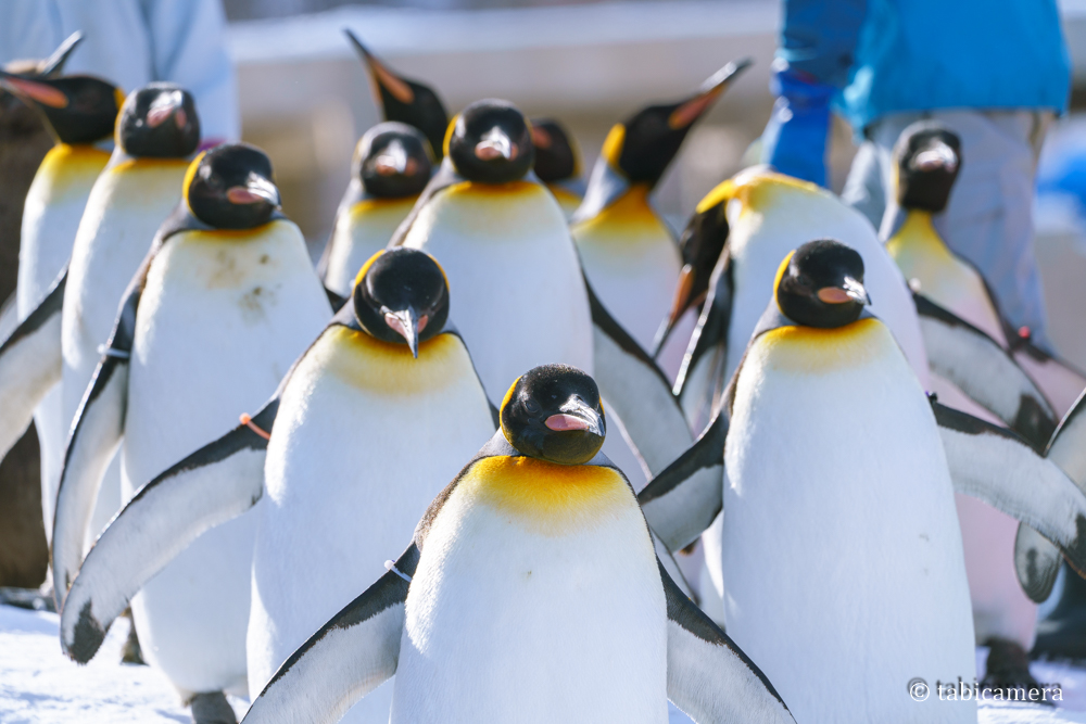 旭山動物園のペンギン散歩