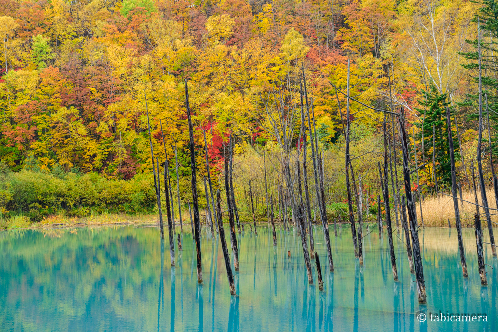 秋の紅葉　青い池