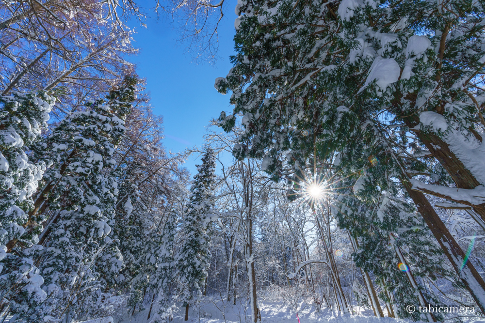冬の森と太陽