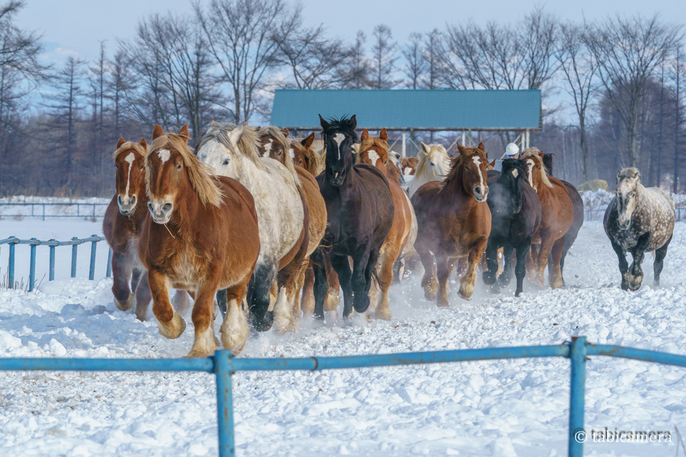 馬追い運動　十勝牧場　冬の風物詩