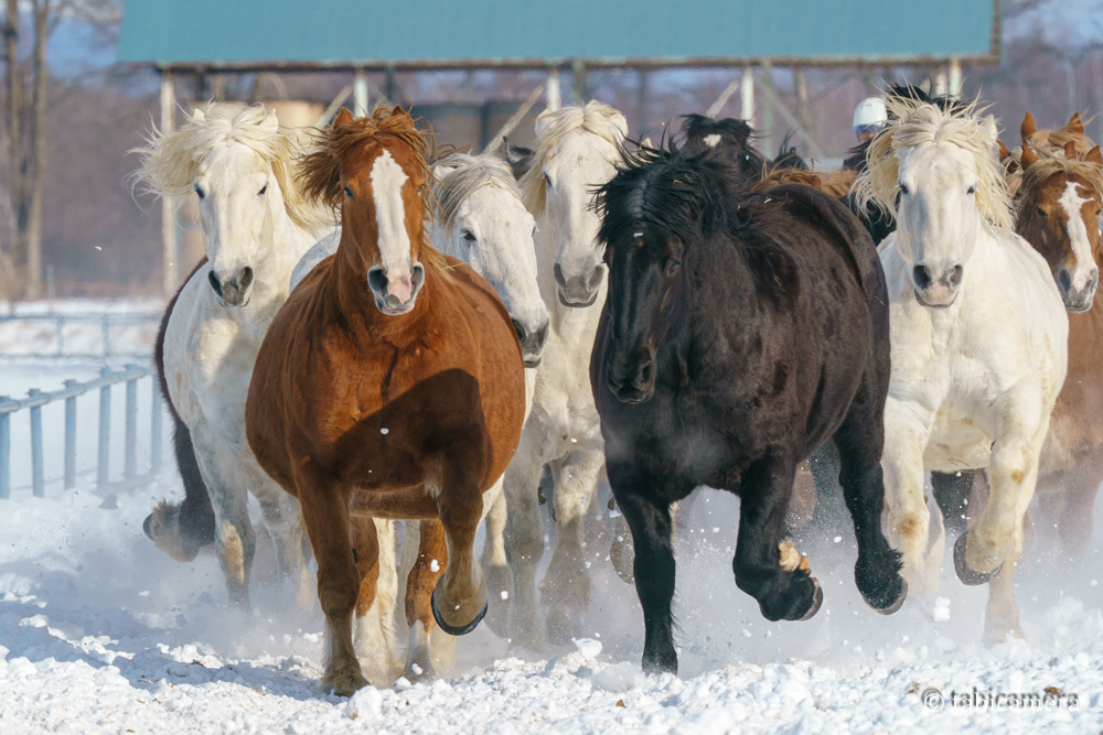 馬追い運動　十勝牧場冬