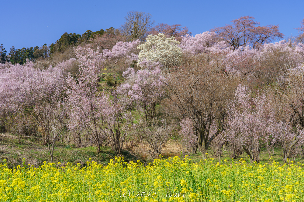 福島　花見山　桜と菜の花と木蓮