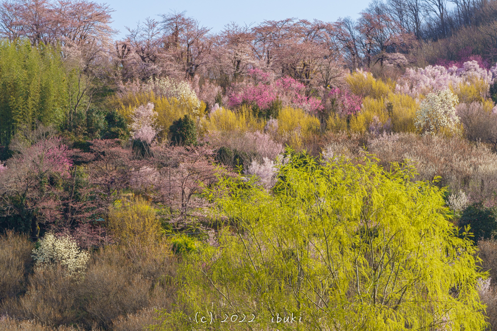 花見山　福島　新緑と桜