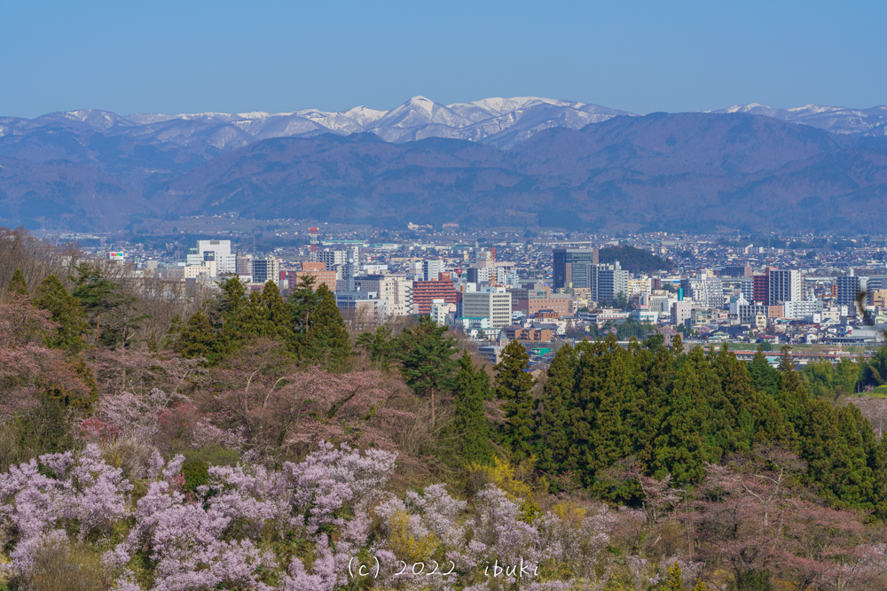 花見山からの桜と福島の街