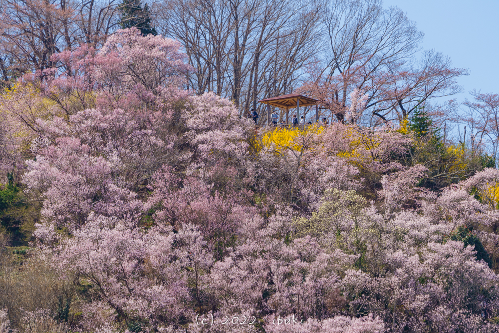 花の谷コース　花見山展望台と桜
