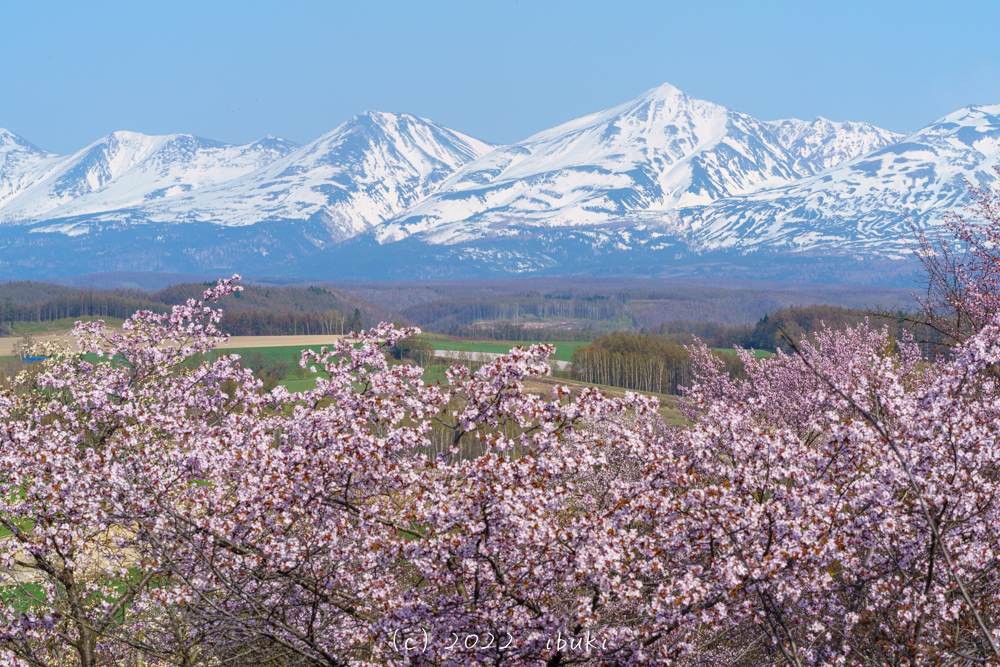 深山峠からの桜と十勝岳