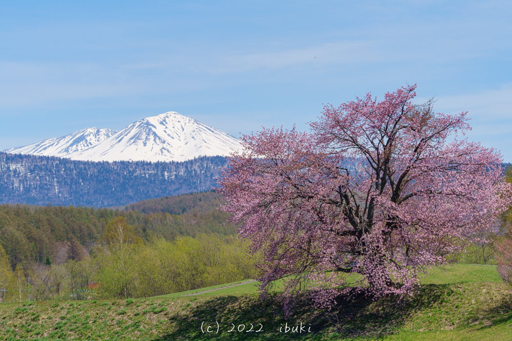 大雪山と満開の1本桜