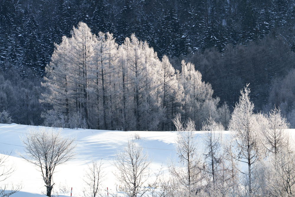 美瑛・富良野の霧氷する木々