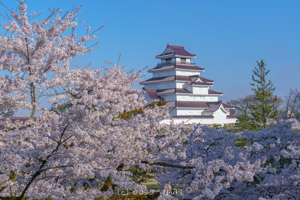 鶴ヶ城　会津若松の桜