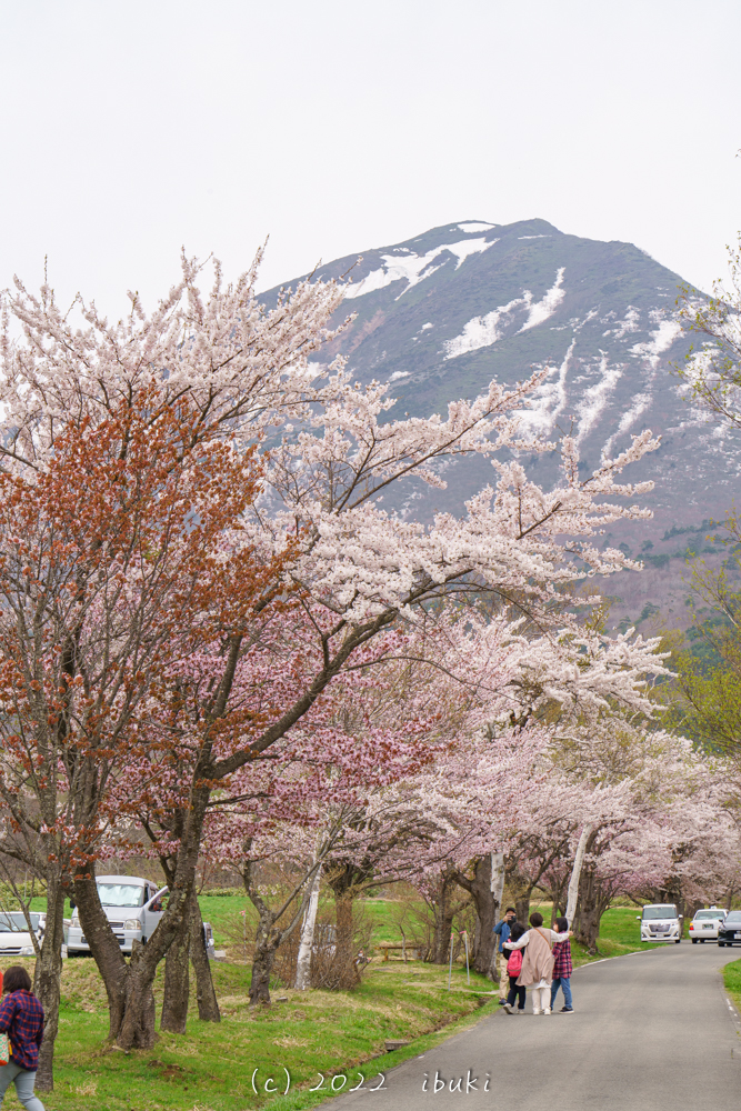磐梯山牧場の桜