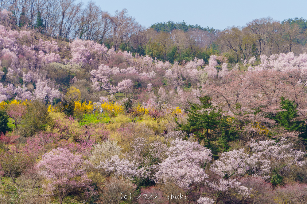 花見山公園・生け花の里エリアの桜