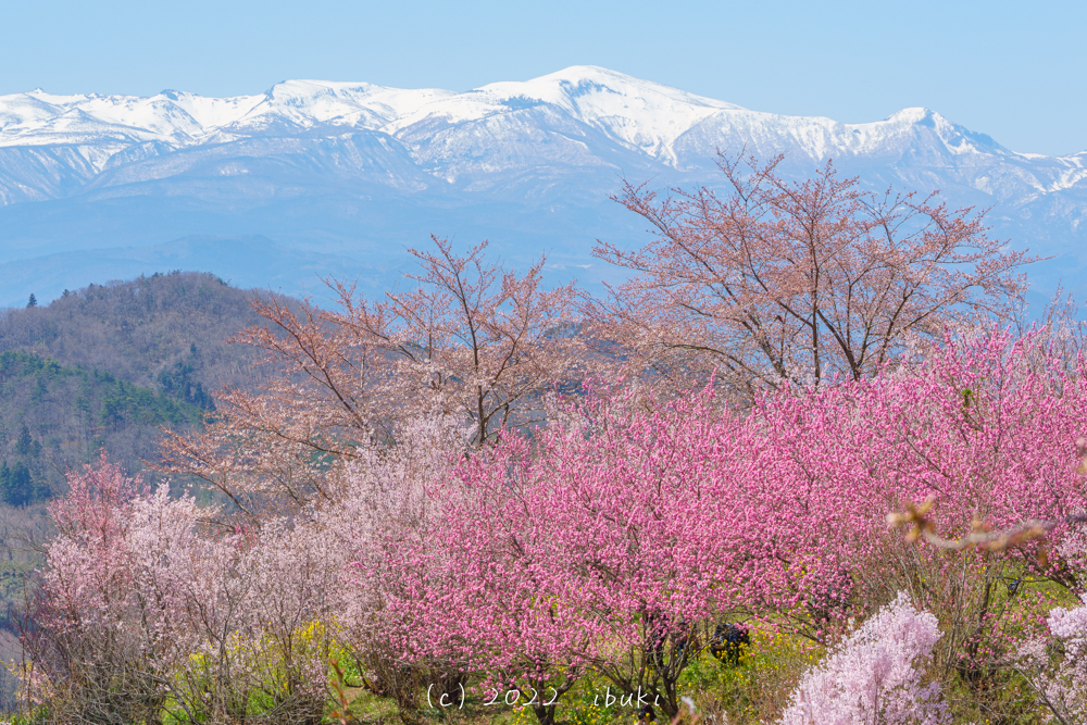 花見山公園・生け花の里エリアの桜