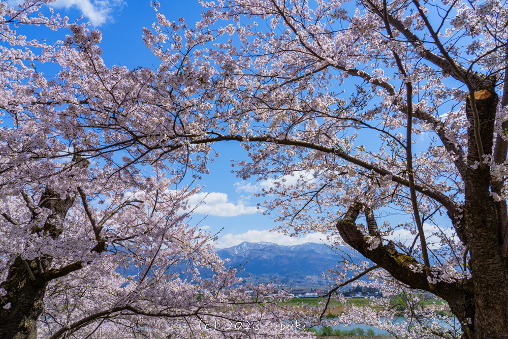 飯山城址公園の桜