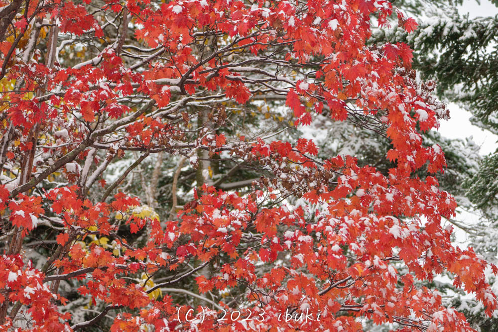 紅葉と雪