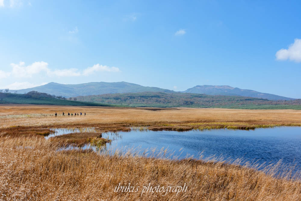 草紅葉の雨竜沼湿原