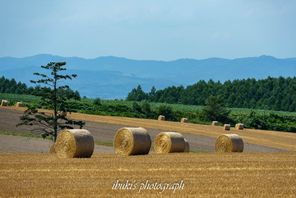 TAMRON 50-300mm F/4.5-6.3 Di III VC VXD作例