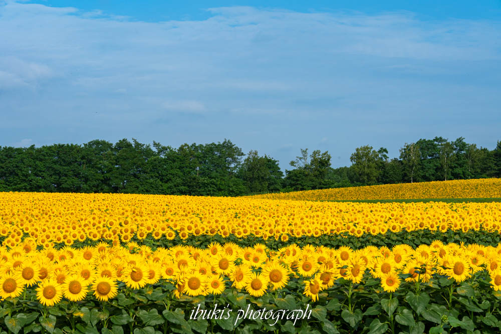 TAMRON 50-300mm F/4.5-6.3 Di III VC VXD作例