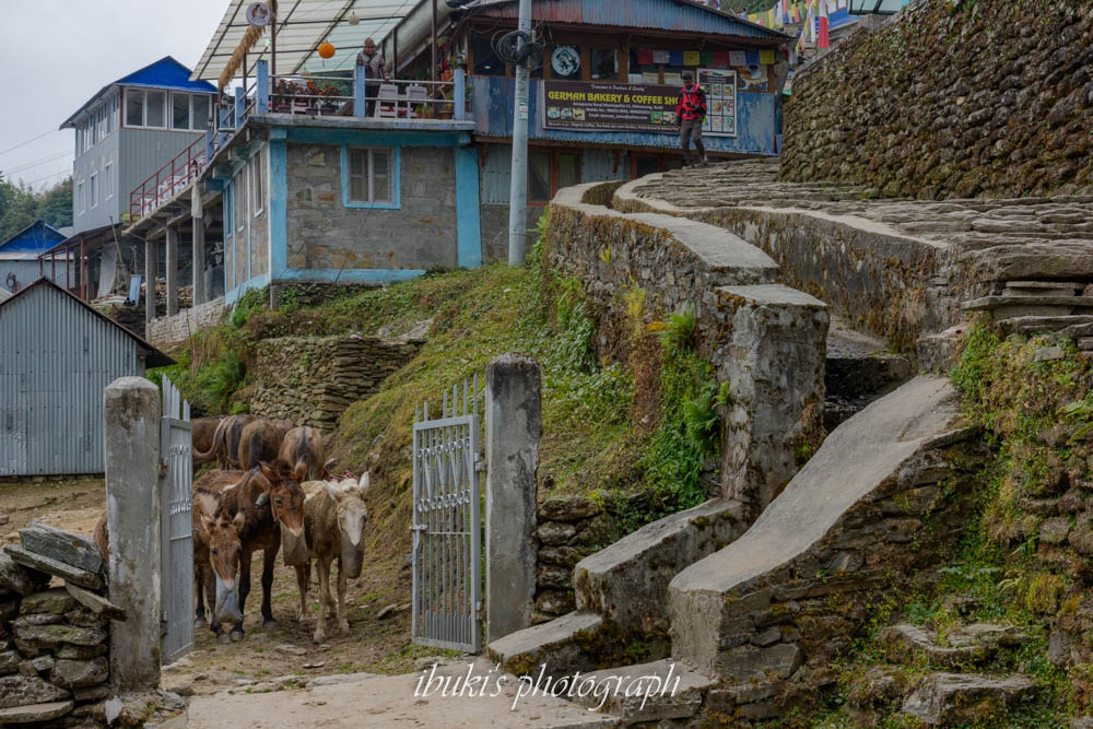 ネパールABCトレッキング チョムロン