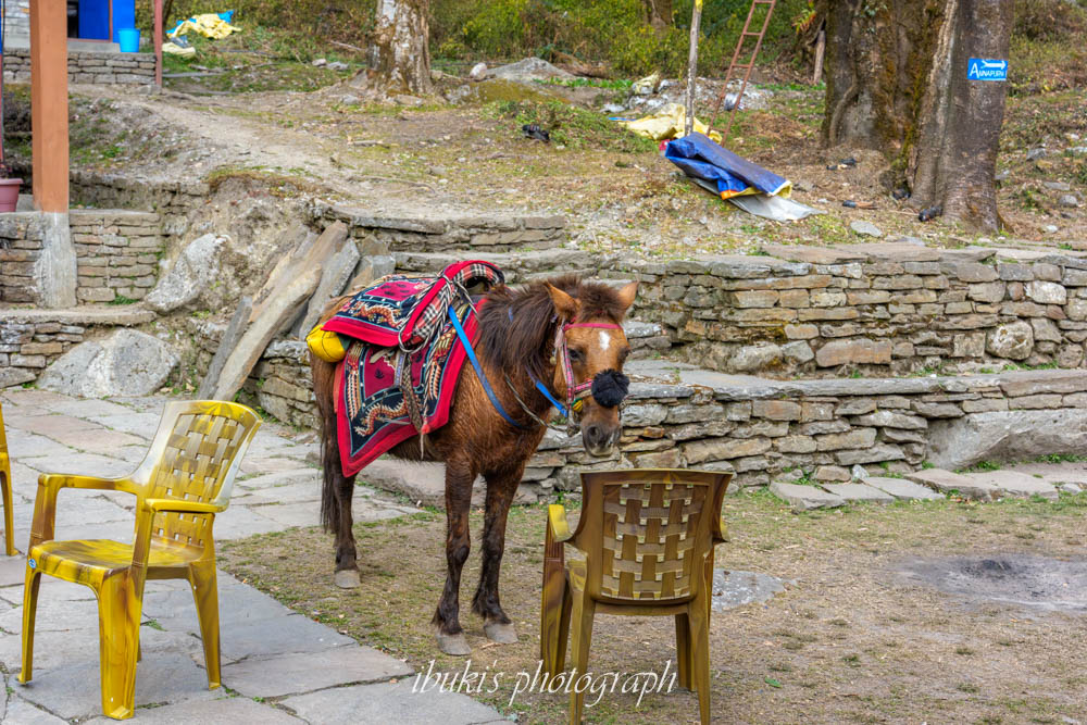 ABCトレッキング　ロバ