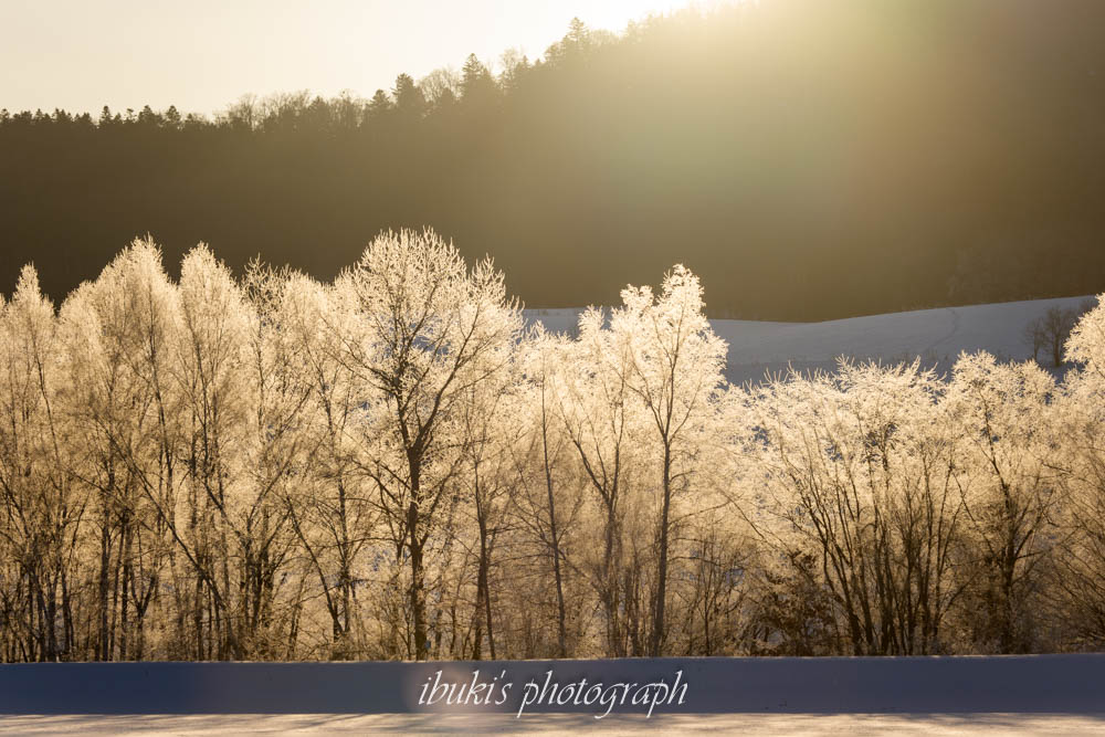 霧氷下木々　北海道の厳冬期の風景