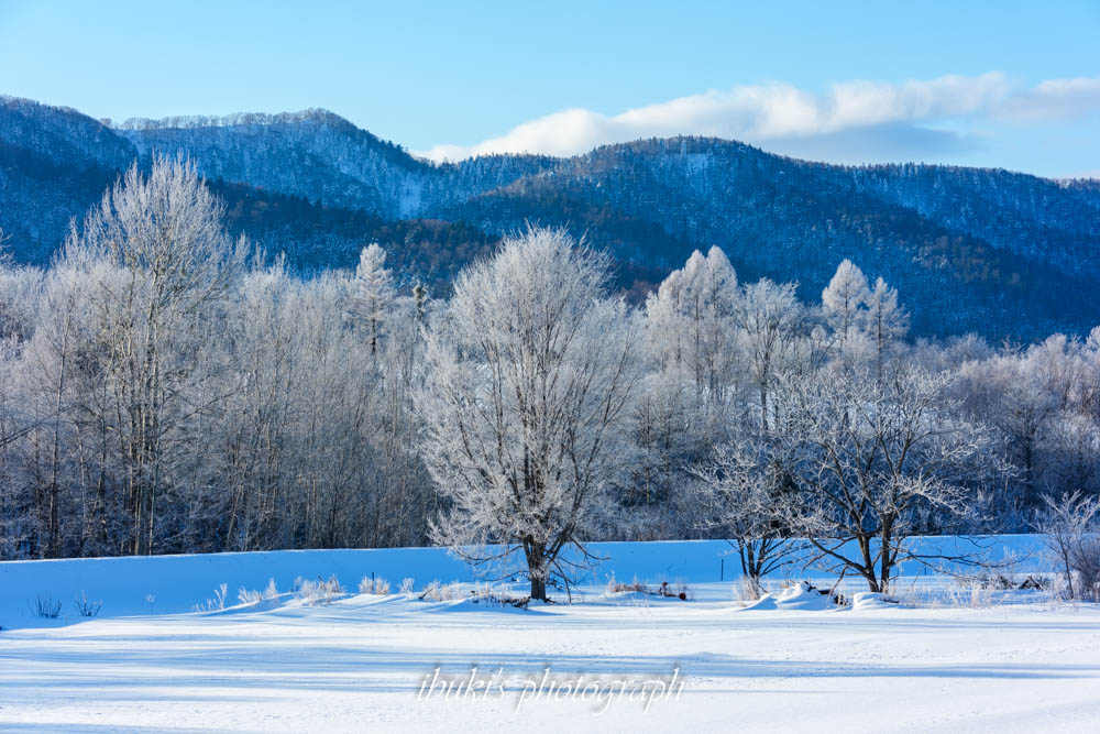 霧氷下木々　北海道の厳冬期の風景