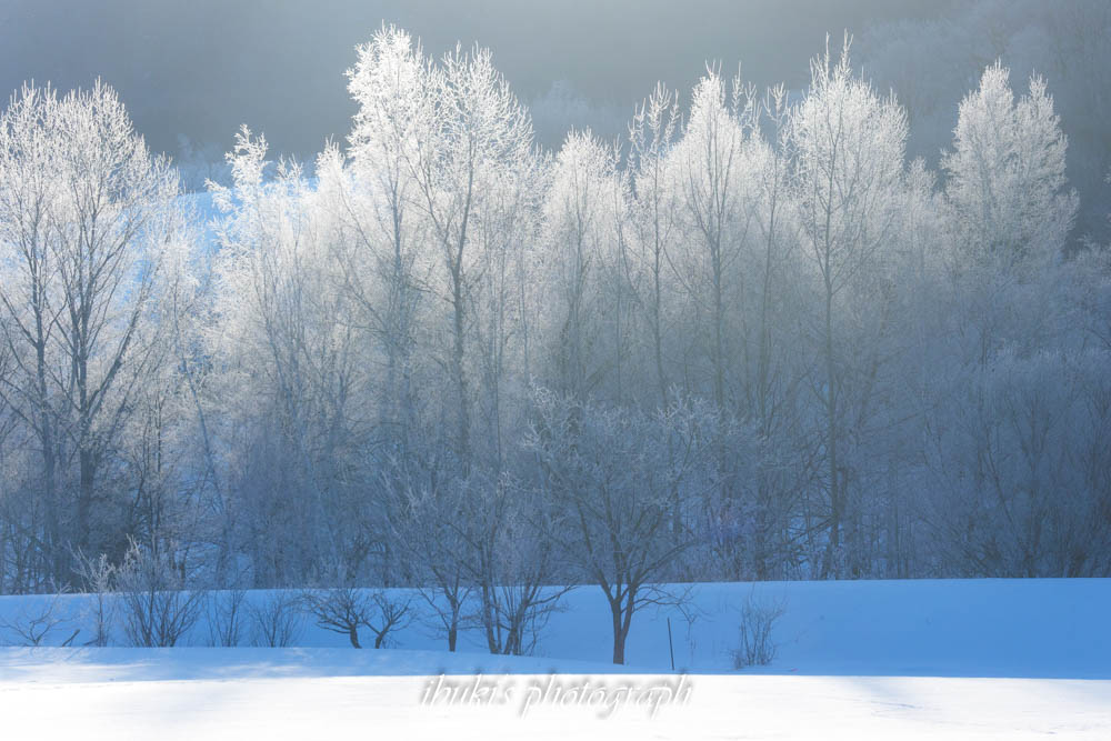霧氷下木々　北海道の厳冬期の風景