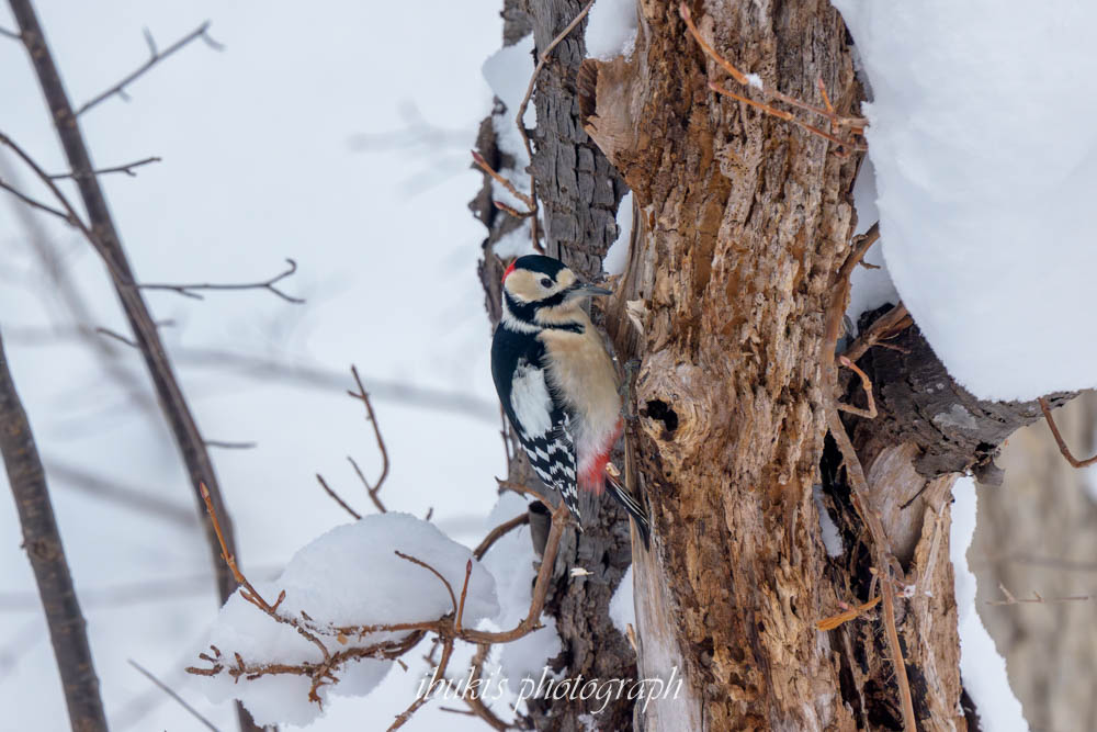 札幌市でみたアカゲラ