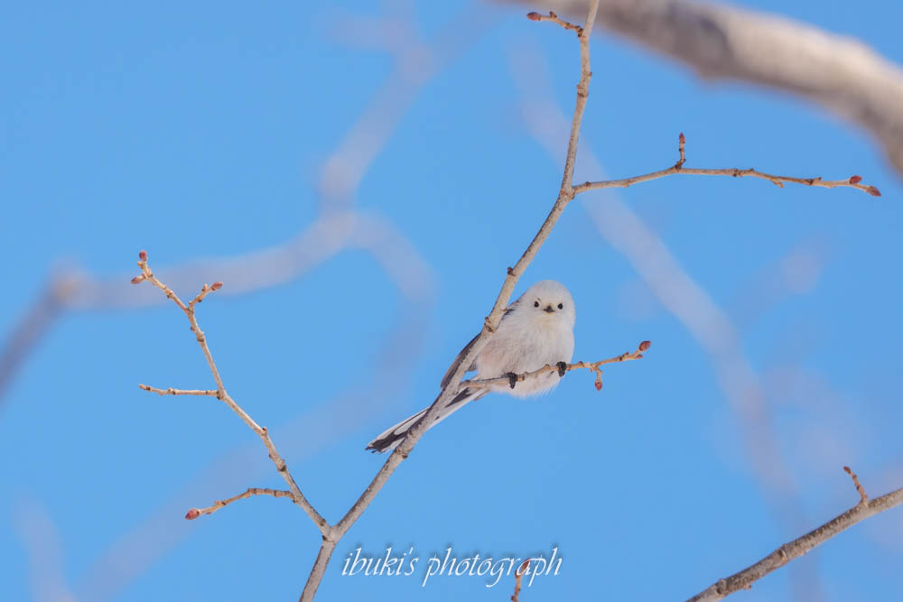 札幌市内でみた青空バックのシマエナガ