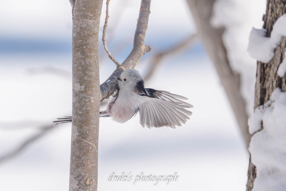 札幌市内でみた青空バックのシマエナガ