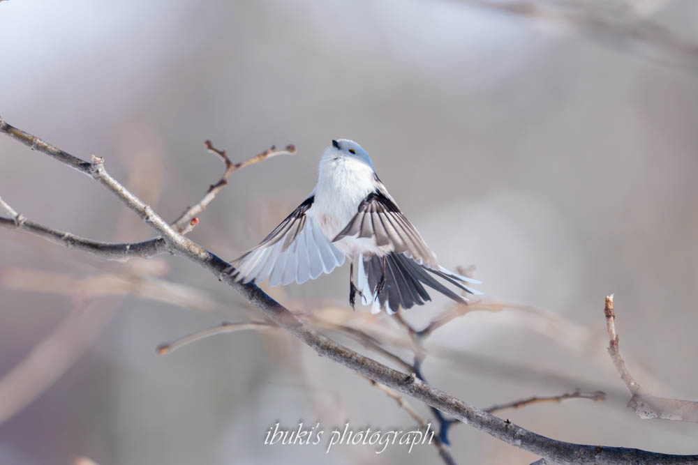 札幌市内でみた青空バックのシマエナガ