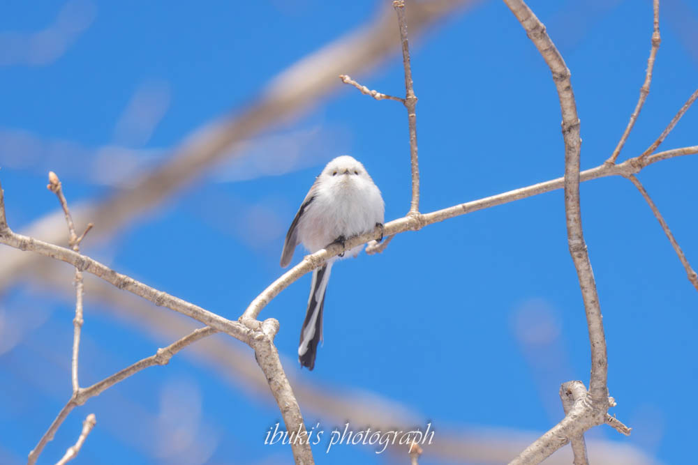 札幌市内でみた青空バックのシマエナガ