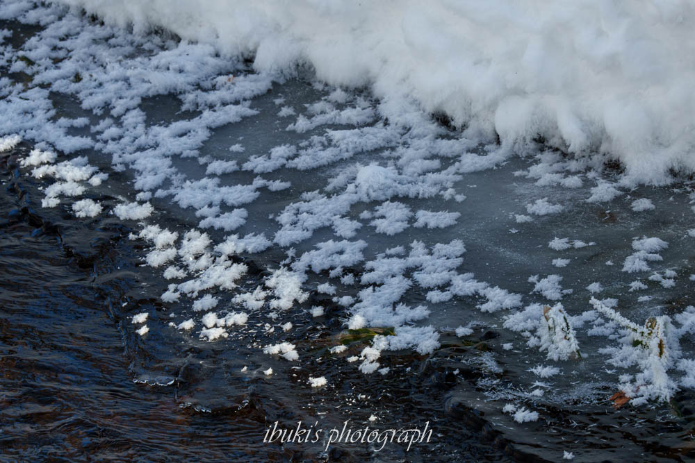 札幌市でみたフロストフラワー