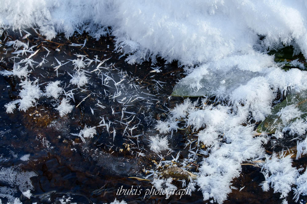 札幌市でみたフロストフラワー